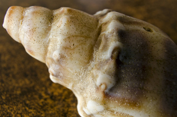 marine snail shell in detail - Fotoğraf, Görsel