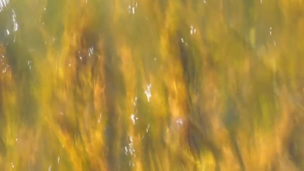 Vertical view of aquatic plants swayed in the stream of flowing water at the plain of Ulgii in Mongolia - Filmmaterial, Video
