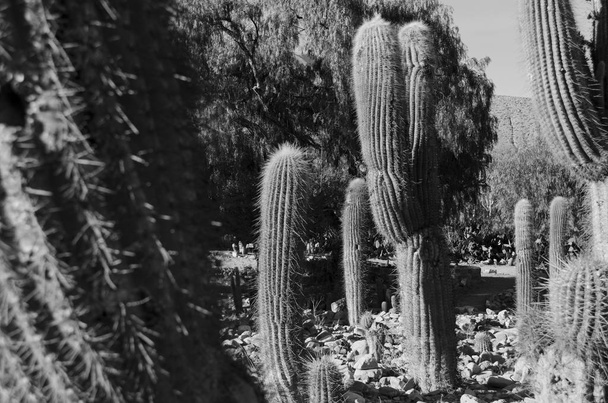 Cactus in de Quebrada de Humahuaca - Foto, afbeelding