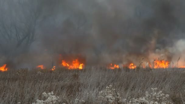 Burning fire in nature, natural disaster. Huge high flame of a storm fire that burns dry grass and bushes in the forest steppe. - Footage, Video