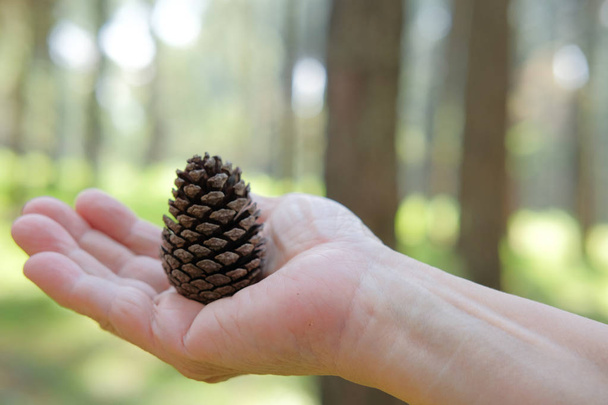 mão segurando cone de pinho em florestas de coníferas
 - Foto, Imagem