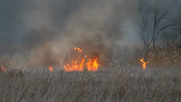 Burning fire in nature, natural disaster. Huge high flame of a storm fire that burns dry grass and bushes in the forest steppe. - Footage, Video