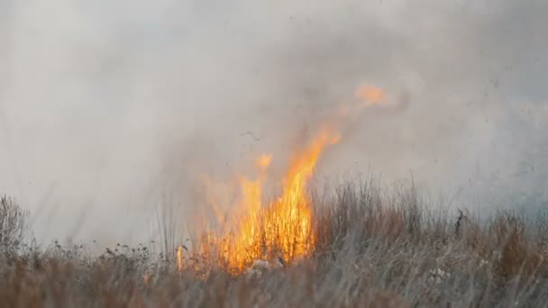 Terrible big high wildfire in the forest steppe. Dry steppe grass is burning in deep autumn - Footage, Video