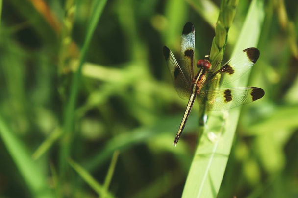 Neurothemis η Τουλλία, το skimmer pied paddy, είναι ένα είδος του dragonfly που βρέθηκαν στη νότια και νοτιο-ανατολική Ασία. - Φωτογραφία, εικόνα