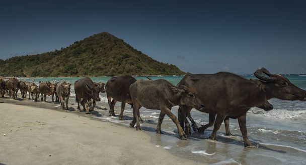 дикі бики, що йдуть на піщаному пляжі
 - Фото, зображення