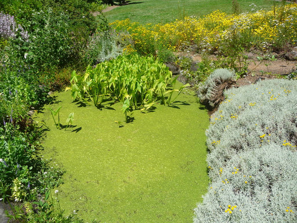 различные пышные зеленые растения в ботаническом саду
 - Фото, изображение
