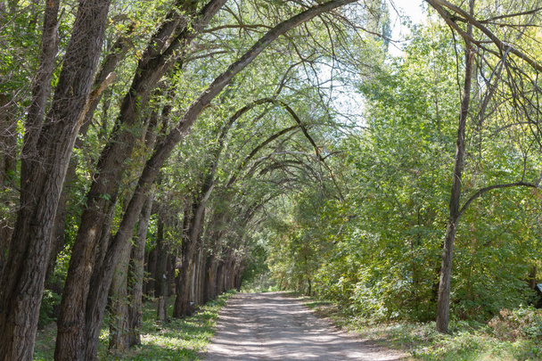 polní cesta s zakřivené stromy po stranách - Fotografie, Obrázek