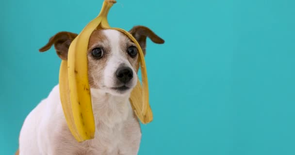 Grappige hond met bananenschil op zijn hoofd portret - Video