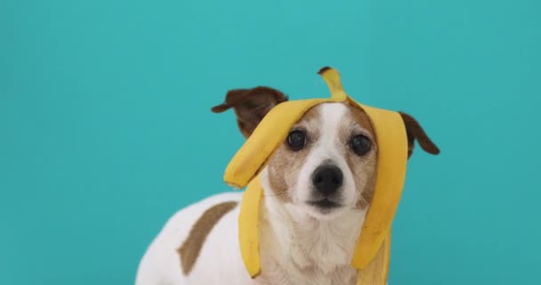 Vicces kutya a banán héja a fej portré - Felvétel, videó