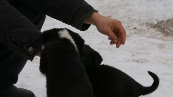 A kezében egy ember kutya Edző a vonat kis kölykök - Felvétel, videó