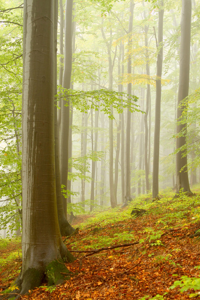 Туманный буковый лес - Фото, изображение
