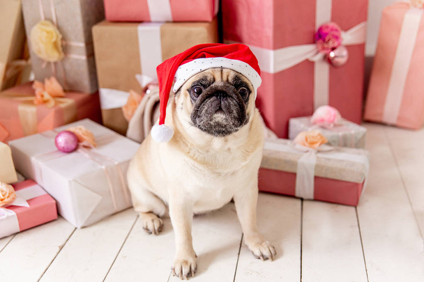 мопс в костюме Санта сидя под елкой с подарками
 - Фото, изображение