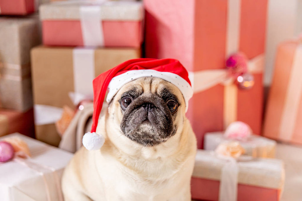 pug in santa costume sitting under christmas tree with gifts - Zdjęcie, obraz