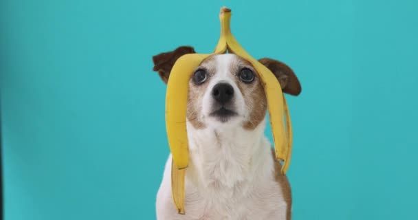 Zabawny pies z skórka od banana na jego głowę portret - Materiał filmowy, wideo