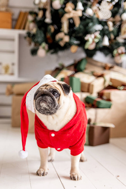 pug in santa costume sitting under christmas tree with gifts - Foto, Imagen