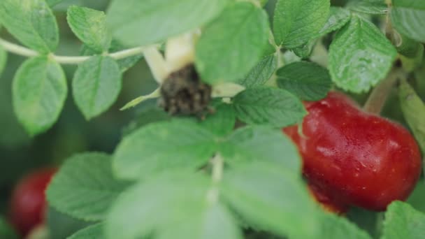 Red Rose Hip Or Rosehip, Also Called Rose Haw And Rose Hep, Is A - Footage, Video