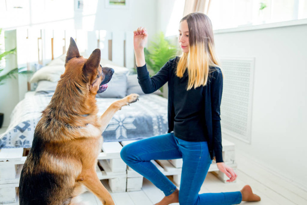 a portrait of a girl training her dog at home - 写真・画像