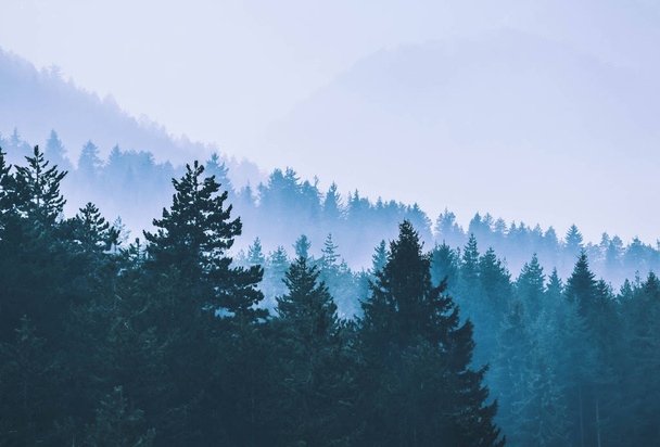 Foggy autumn forest valley, mystical valley background. Pine tre - Фото, зображення