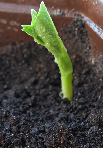 nouvelle plante en croissance
 - Photo, image
