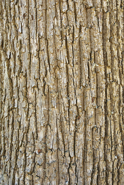 Texture of tree bark - Photo, Image