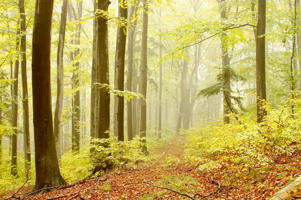 Chemin forestier avec hêtres
 - Photo, image
