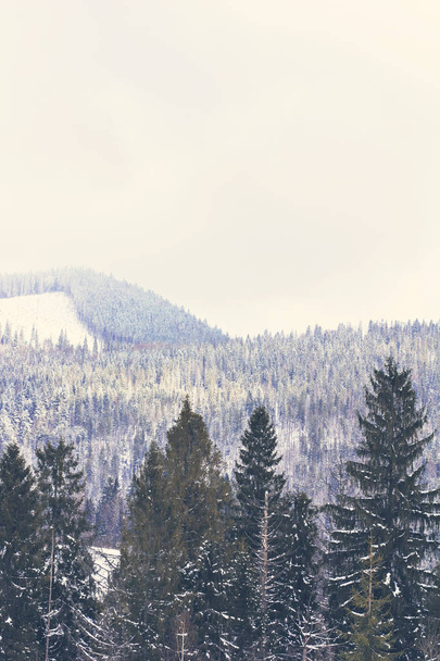 Зимний горный пейзаж. Горы в снегу. Первый снег в горах. Сумерки на горном лугу, покрытые первыми морозами в Карпатах
. - Фото, изображение