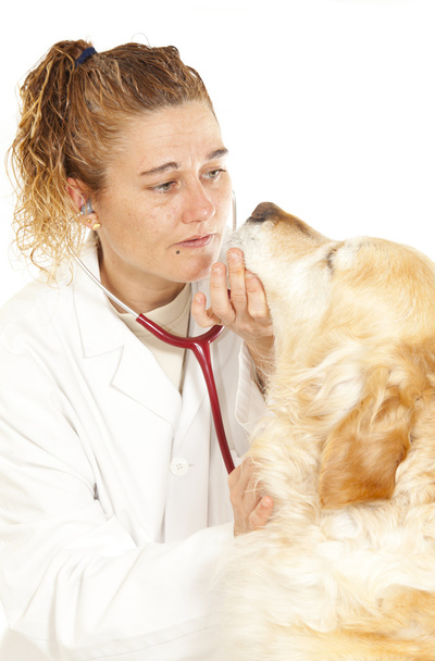 Veterinary consultation - Photo, Image