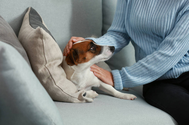 niedlicher Jack Russell Terrier mit Besitzer zu Hause - Foto, Bild