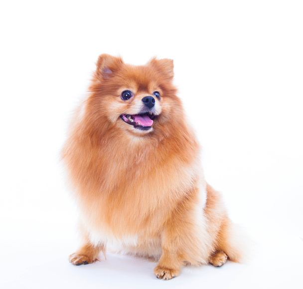 Pomeranian dog - Foto, Imagen