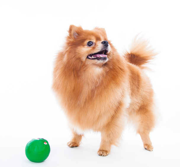 Pomeranian dog - Zdjęcie, obraz