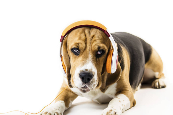 funny beagle dog with headphones listening to music on white background - Foto, Imagen