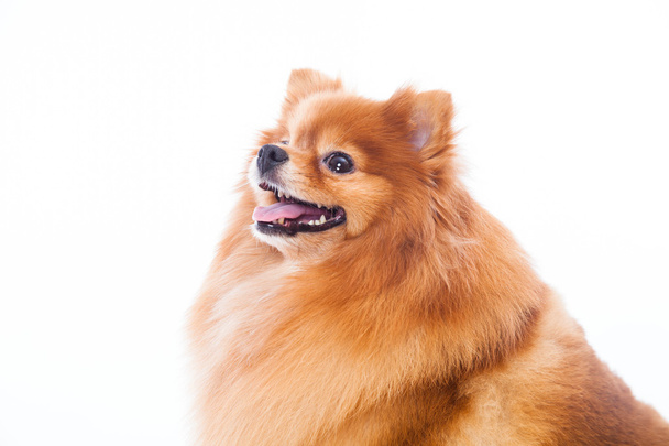 Pomeranian dog - Foto, Imagen