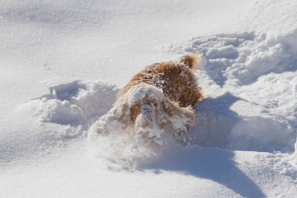 Cocker Spaniel and deep snow for a walk - Photo, Image