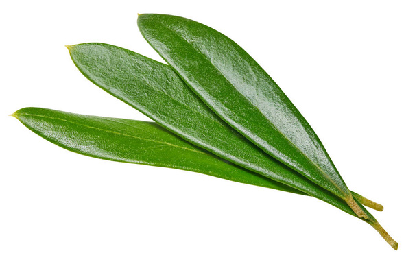 Olive leaves isolated on white - Foto, Imagem
