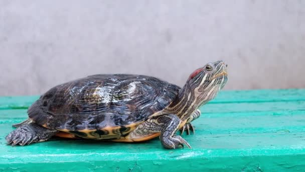 Kaplumbağa taşıma ve yeşil bir dalda yaz günde yürüyüş - Video, Çekim