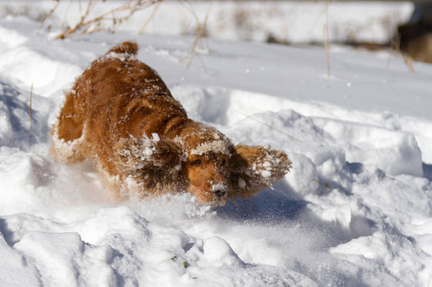 веселый спаниель в глубоком снегу с ушами в разных направлениях
 - Фото, изображение