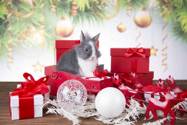 Christmas decoration, Christmas Rabbit and gifts, Santa's sleigh - Photo, image