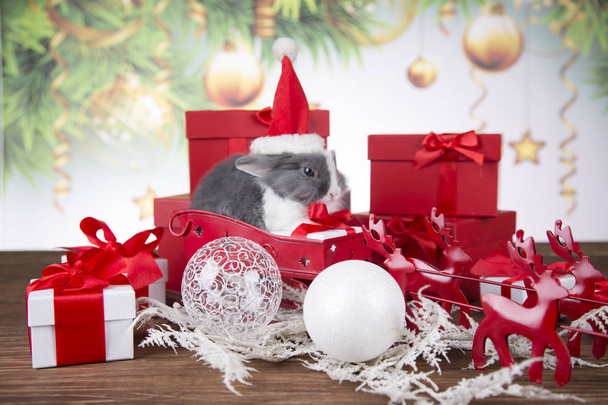 Christmas decoration, Christmas Rabbit and gifts, Santa's sleigh - Photo, image