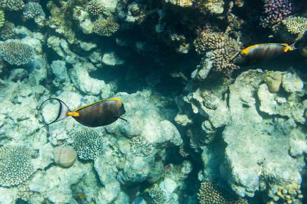 Arka plan mercan resif üzerinde turuncu omurga surgeonfish - Fotoğraf, Görsel