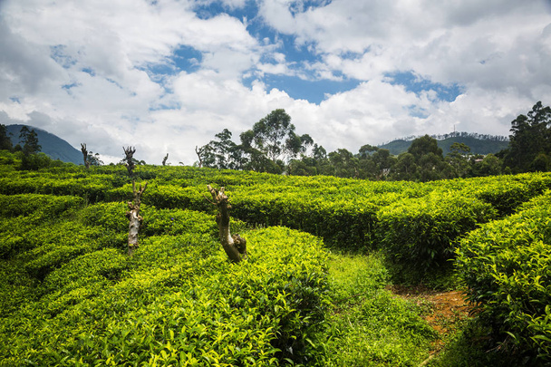 красивая плантация зеленого чая в Шри-Ланке
 - Фото, изображение