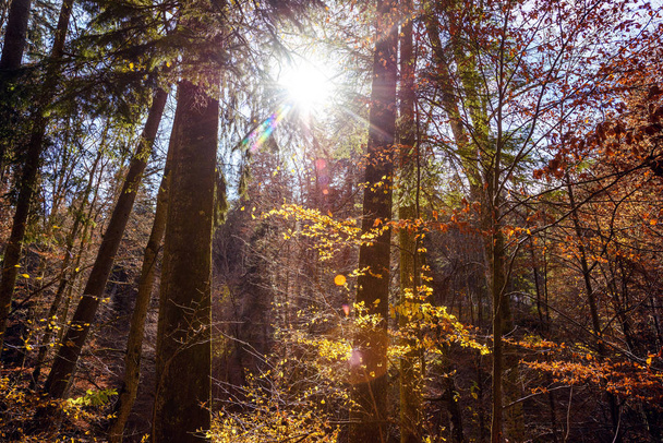 Soleil rayonnant à travers la forêt dorée d'automne à la lumière du jour. Sinaia, Roumanie
 - Photo, image