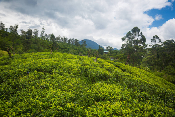 beautiful green agricultural tea plantation in Sri Lanka - Фото, изображение