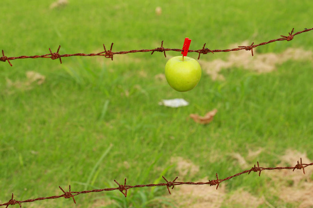 mela verde appesa su filo spinato rosso tagliato con perno
 - Foto, immagini