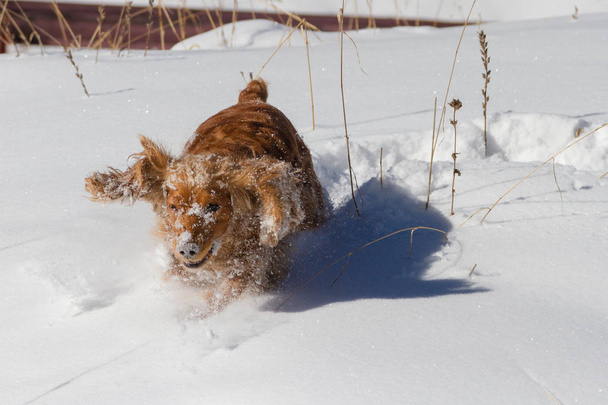 Чистый счастливый английский кокер-спаниель собака играет и работает в свежевыпавший пыльный и пушистый снег
 - Фото, изображение