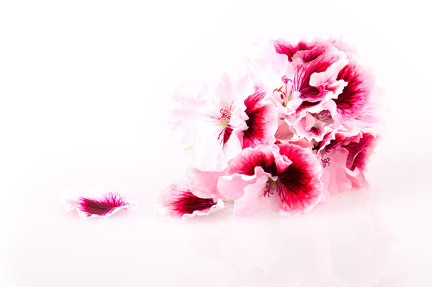 geranium flower - Fotó, kép