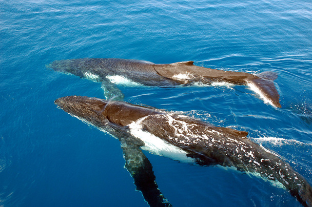 két Hosszúszárnyú bálna - Fotó, kép