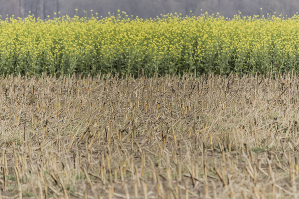 Late autumn. Yellow-green band blooming mustard. Brown beveled corn field. The site is about agriculture. Podlasie, Poland. - Photo, image