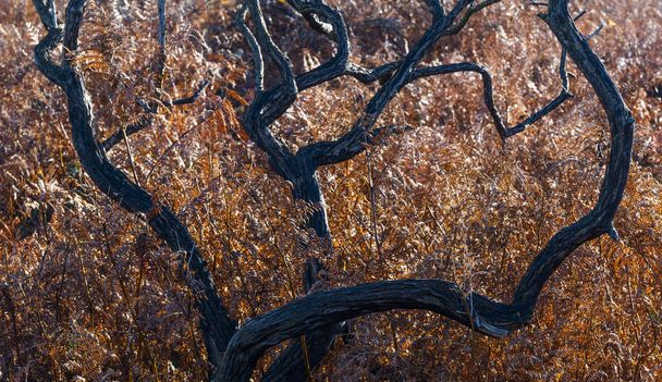 Helecho de águila parda con ramas negras muertas después de un incendio forestal en el Parque Nacional New Forest, Inglaterra
. - Foto, Imagen