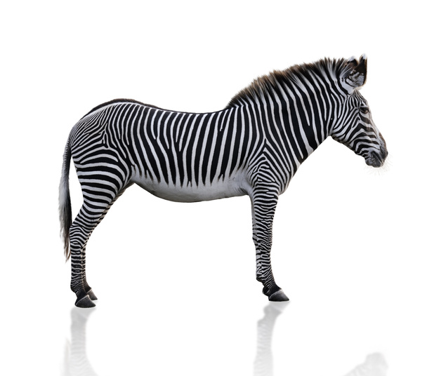 Zebra - Fotó, kép