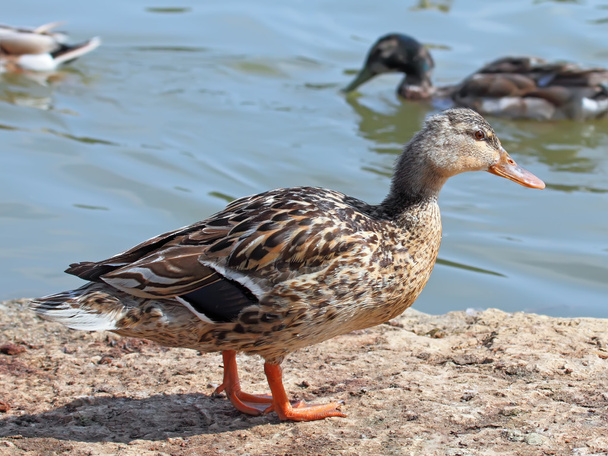 mallard duck - Fotoğraf, Görsel